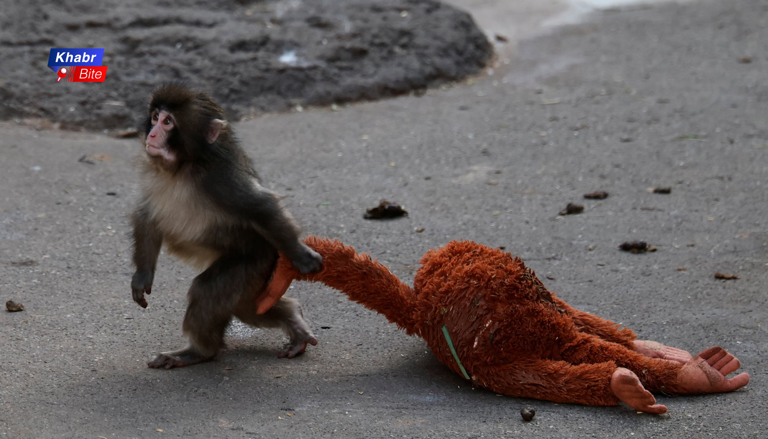 Punch the monkey baby macaque hugging stuffed toy after being rejected by mother in Japan zoo